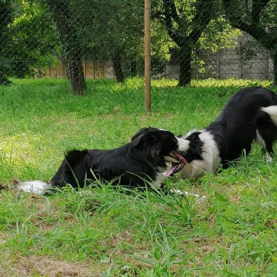asilo per cani 10