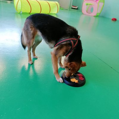 asilo per cani 4